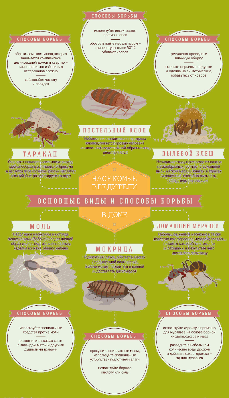 Виды домашних вредителей-насекомых | Способы борьбы с насекомыми
